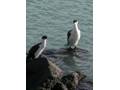 Cormorant pair